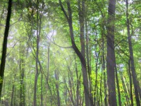 Quảng Nam: Giải ngân kịp thời tiền dịch vụ môi trường rừng năm 2014, giúp nâng cao hiệu quả bảo vệ rừng