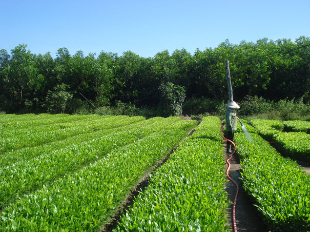 Vườn ươm cây giống - Nguồn ảnh: Tổng cục lâm nghiệp