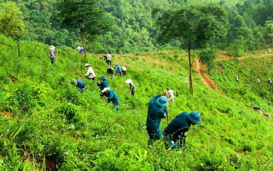 Tăng cường công tác quản lý, bảo vệ rừng và phòng cháy chữa cháy rừng